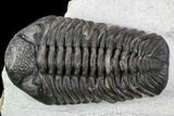 Adrisiops Weugi Trilobite - Recently Described Phacopid #110709-2